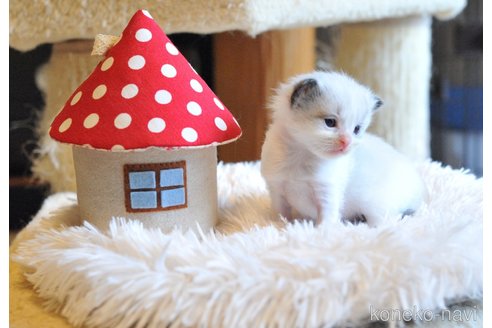 販売中の埼玉県のラグドール-117442の2枚目